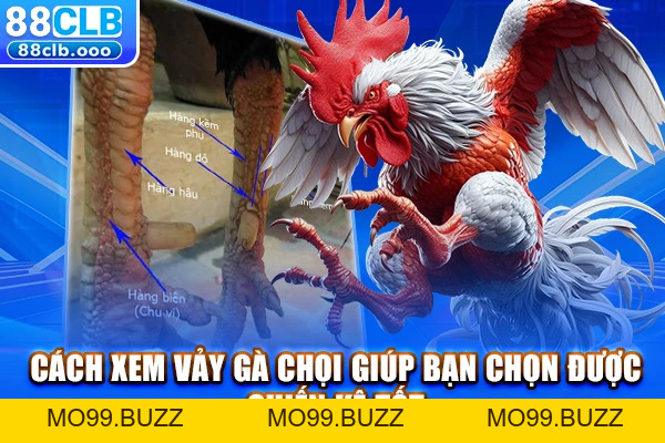 Đá gà KUBET - Đá gà cựa sắt, cựa dao & kiến thức nuôi gà