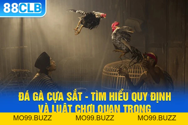 Đá gà KUBET - Đá gà cựa sắt, cựa dao & kiến thức nuôi gà
