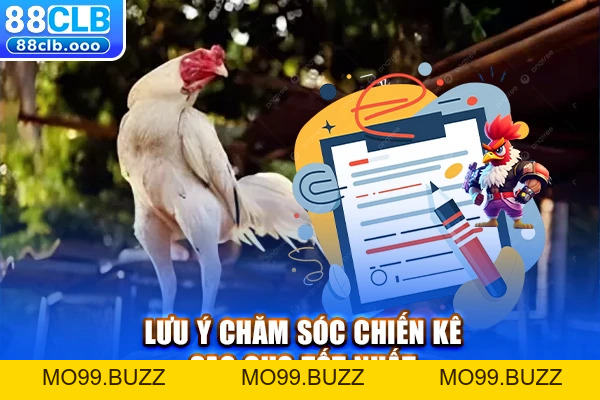 Cách Xem Vảy Gà Chọi - Nhận Biết Gà Chiến Chính Xác  - KUBET