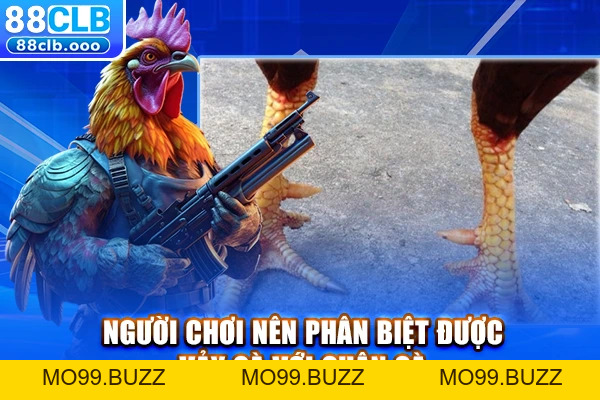 Cách Xem Vảy Gà Chọi - Nhận Biết Gà Chiến Chính Xác  - KUBET