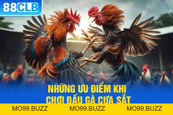 Đá Gà Cựa Sắt - Tìm Hiểu Quy Định Và Luật Chơi Quan Trọng - KUBET