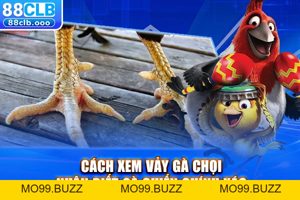 Cách Xem Vảy Gà Chọi - Nhận Biết Gà Chiến Chính Xác  - KUBET