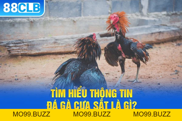 Đá Gà Cựa Sắt - Tìm Hiểu Quy Định Và Luật Chơi Quan Trọng - KUBET