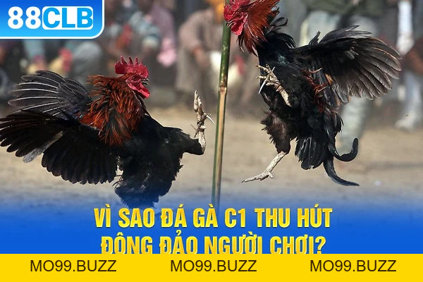 Đá gà c1 – Bí Quyết Hạ Gục Đối Thủ Nhanh Từ KUBET  - KUBET